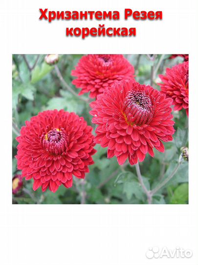 Укорененные черенки хризантемы корейской