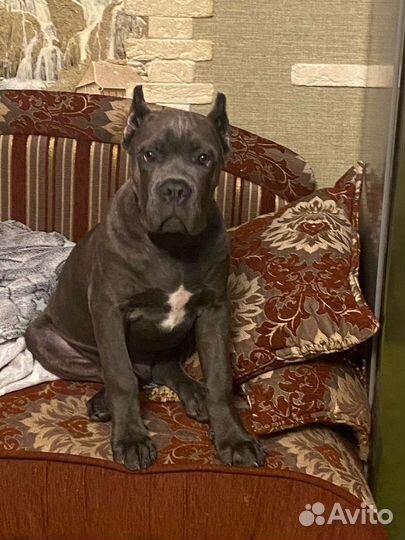 Купирование ушей