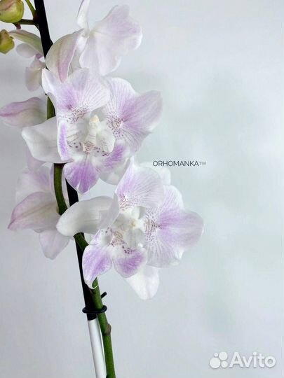 Орхидея фаленопсис биг лип бабочка
