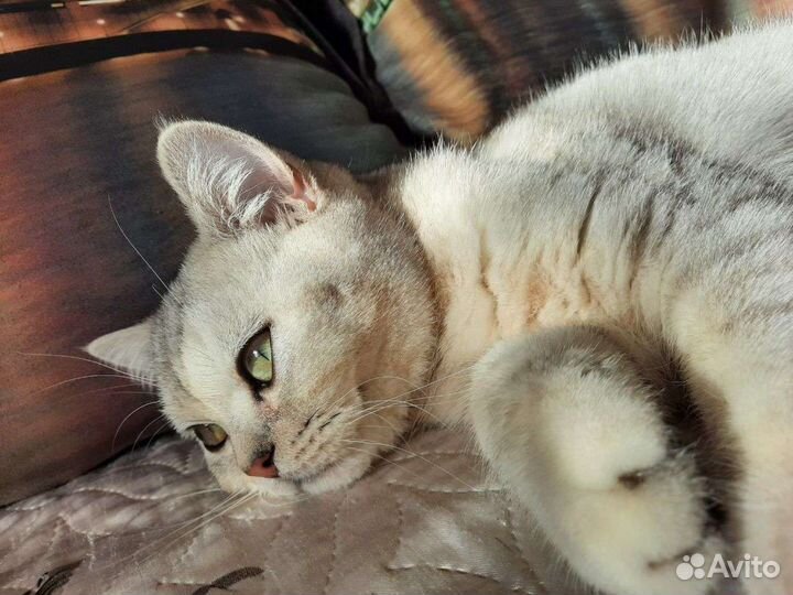 Шотландский котик вязка