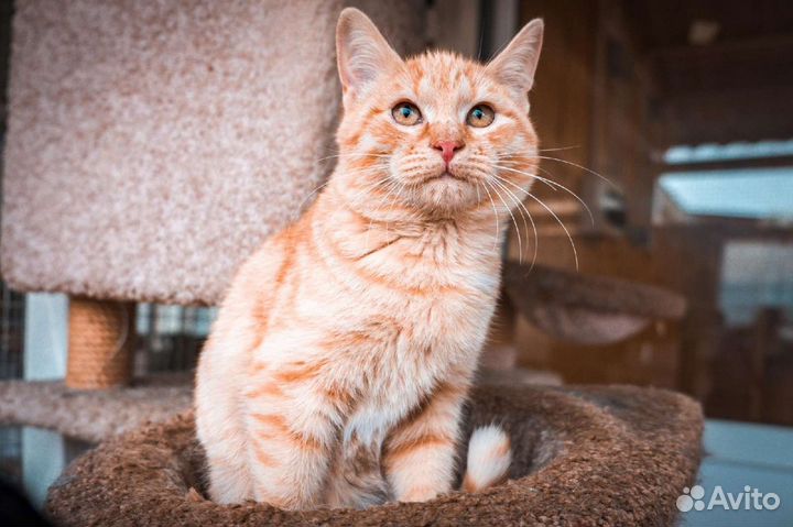 Рыжие котята и котики из приюта