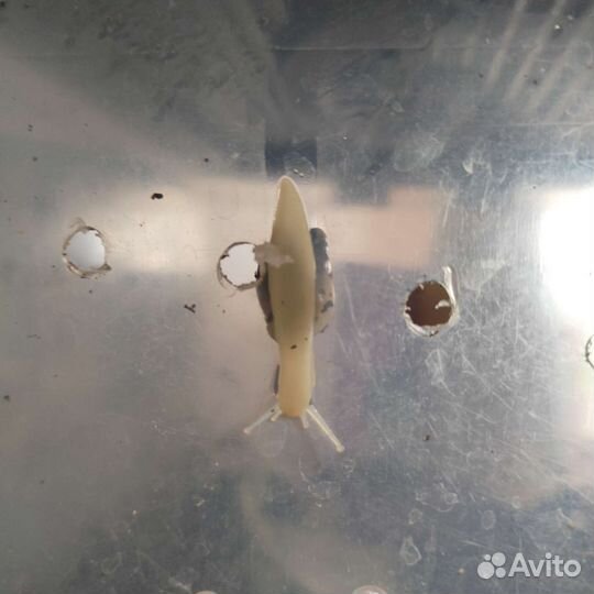 Улитка ахатина фулика альбино