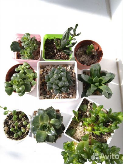 Суккуленты(адромискус,хавортия,крестовник,алое