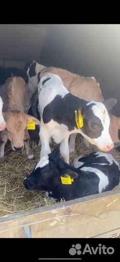 Телята бычки холмогоры