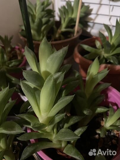 Кактусы и суккуленты