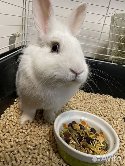 Декоративные кролики