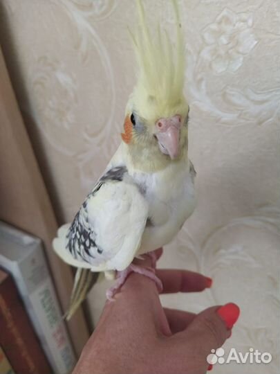 Птенцы корелла- нимфа