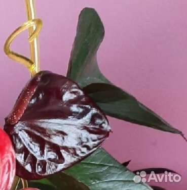 Антуриум черный, красный, Маммиллярия удлиненная