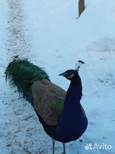 Семья павлинов