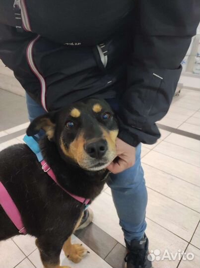 Несчастный пёс не может жить в приюте