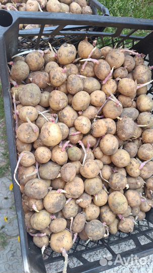 Семенной картофель коломбо, Эльдмунда, боровичок