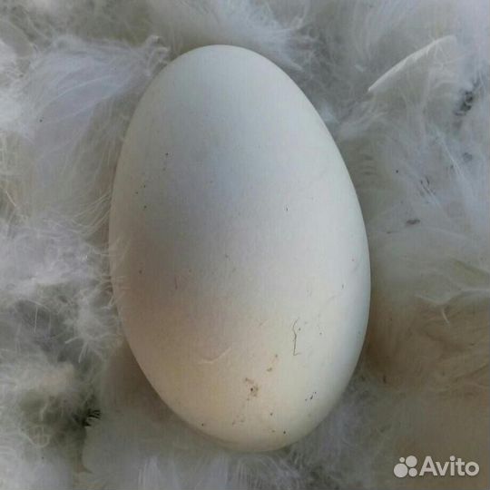 Инкубационное яйцо