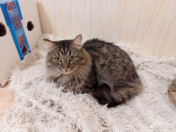 Кот в добрые руки