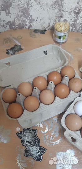 Домашние куриные яйца