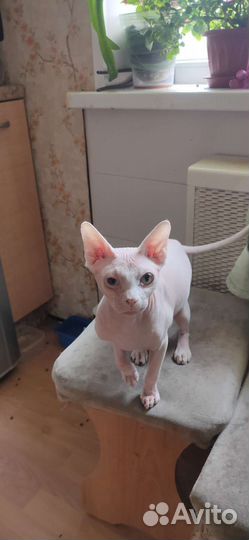 Канадский сфинкс. Котик 7 мес