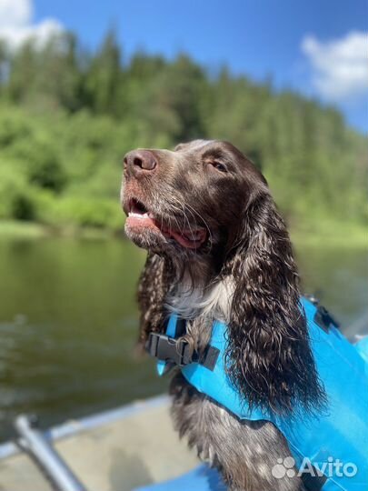 Русский спаниель вязка