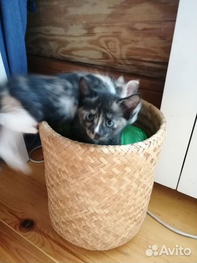 Котята