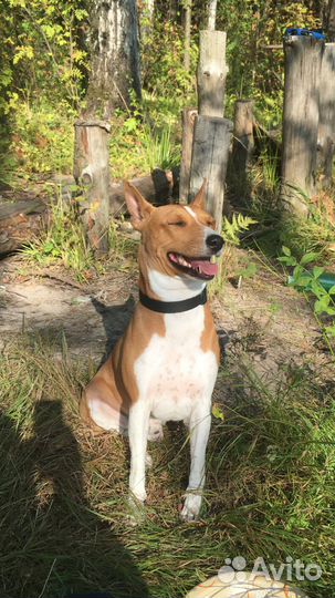 Кобель басенджи вязка