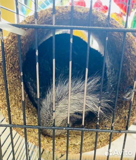 Шиншилла 2шт