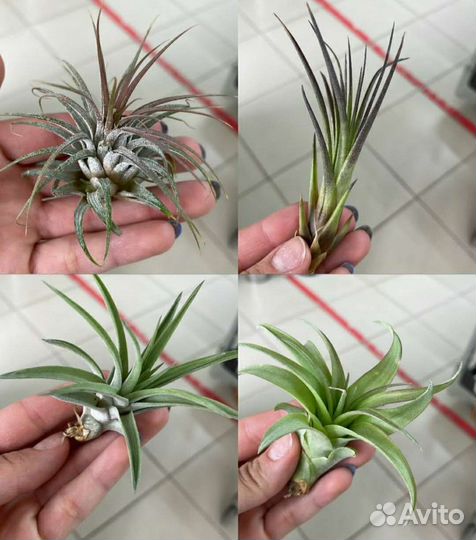 Тилландсия атмосферная