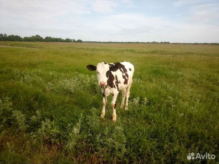 Телочка 3 месяца