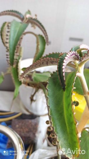 Каланхоэ лечебное