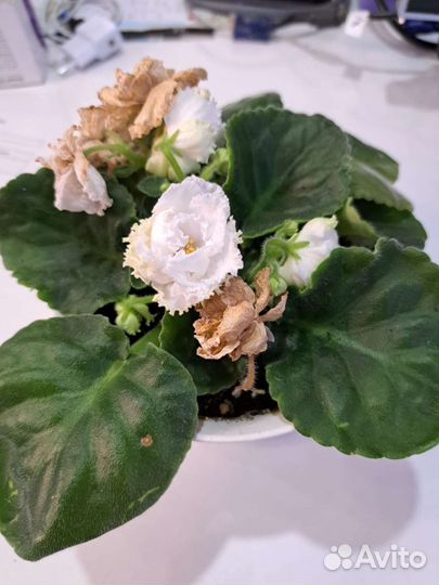 Сортовые фиалки