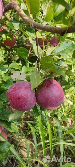 Яблоки флорина