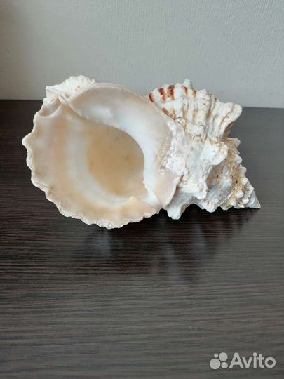 Ракушка морская большая