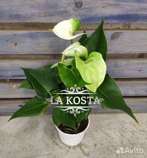 Антуриум Намора