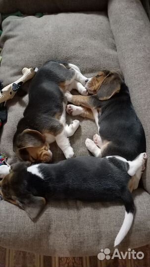 Щенки бигль