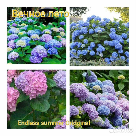 Гортензия крупнолистная