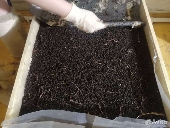 Черви для рыбалки