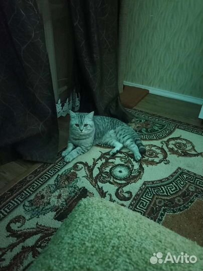 Отдам кота в добрые руки