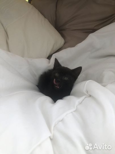 Котята в дар