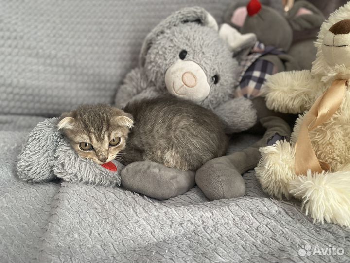 Вислоухий котенок