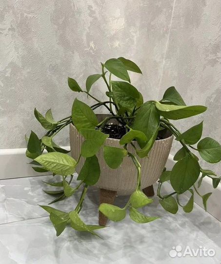 Комнатный цветок
