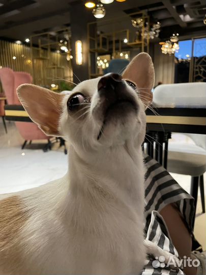 Девушка чихуахуа познакомится с мужчиной чихуахуа