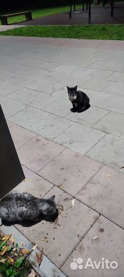 Кошечка на удачу