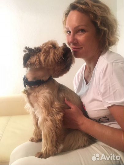 Передержка собак малых и средних пород