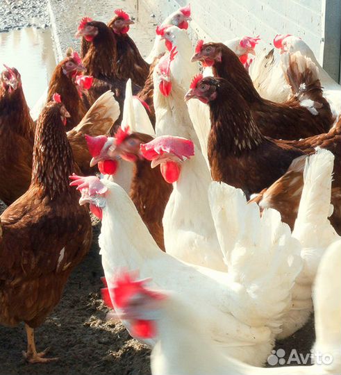 Куры несушки оптом