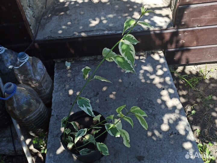 Дерен Альба (саженец в горшке )