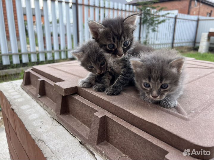 Котята в добрые руки
