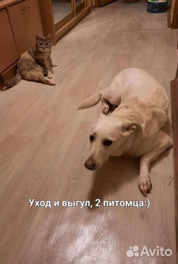Зооняня, котоняня