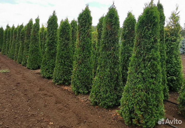 Крупномеры с посадкой под ключ