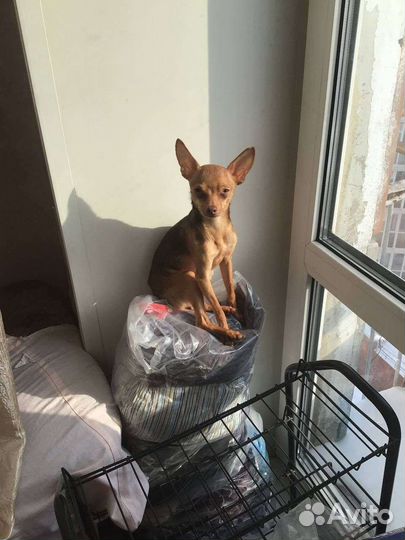 Вязка мини той-терьер