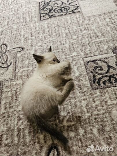 Сиамские котята мальчики