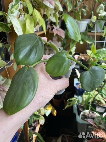 Филодендрон 2