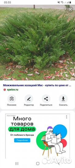 Можжевельник горизонтальный