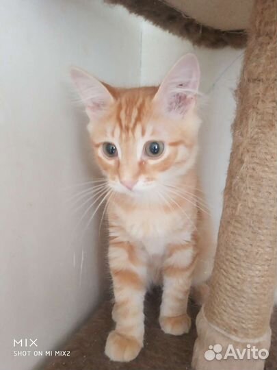 Кошки в добрые руки бесплатно